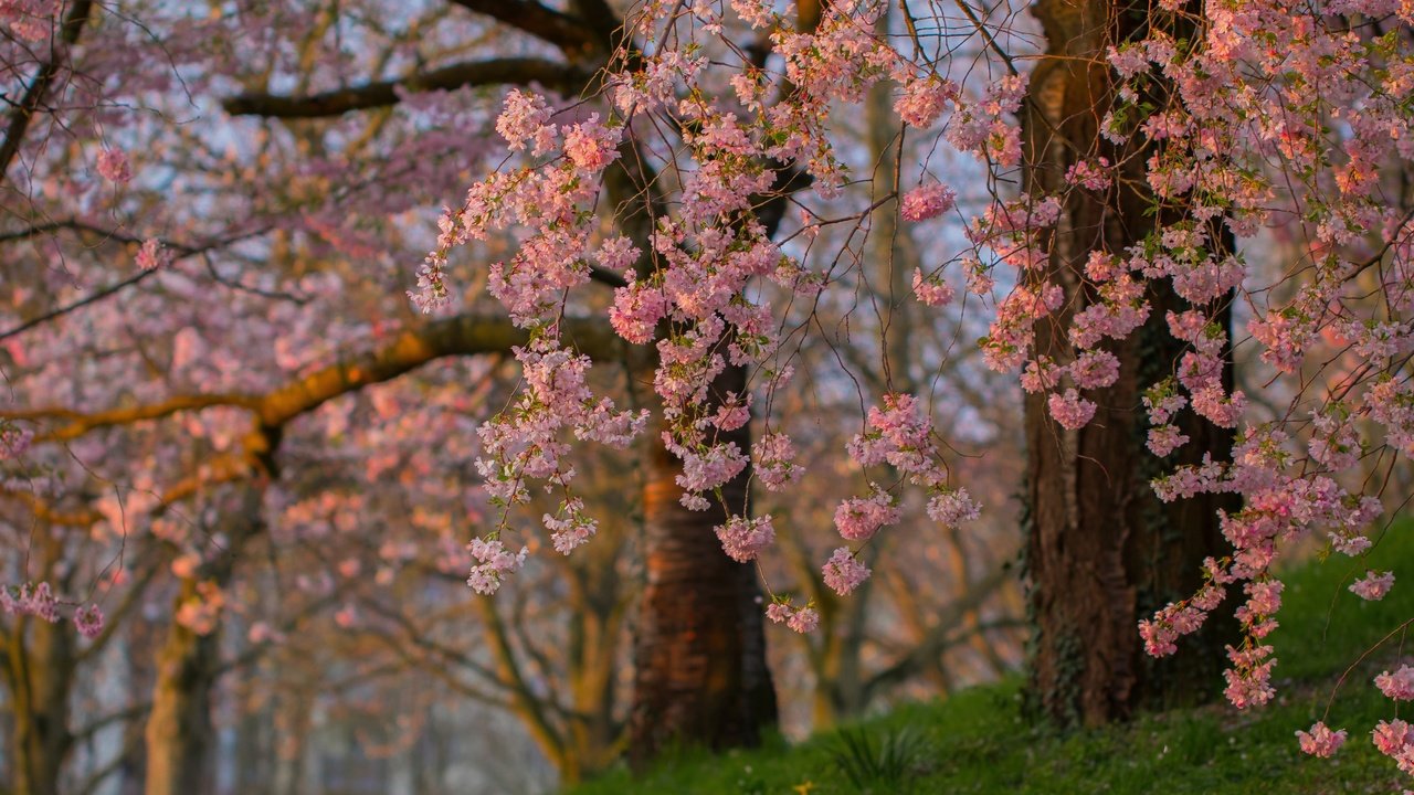 Обои деревья, цветение, ветки, весна, сакура, trees, flowering, branches, spring, sakura разрешение 3600x2473 Загрузить