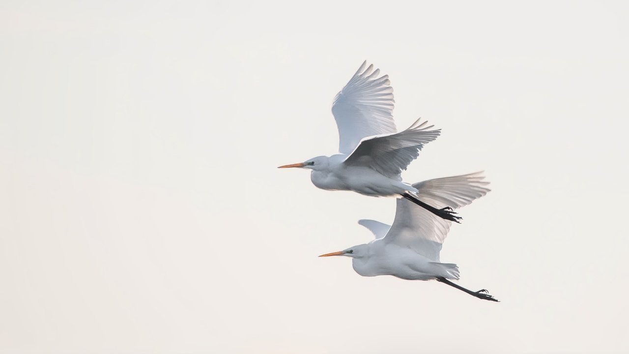 Обои небо, полет, крылья, птицы, цапля, the sky, flight, wings, birds, heron разрешение 2500x1669 Загрузить