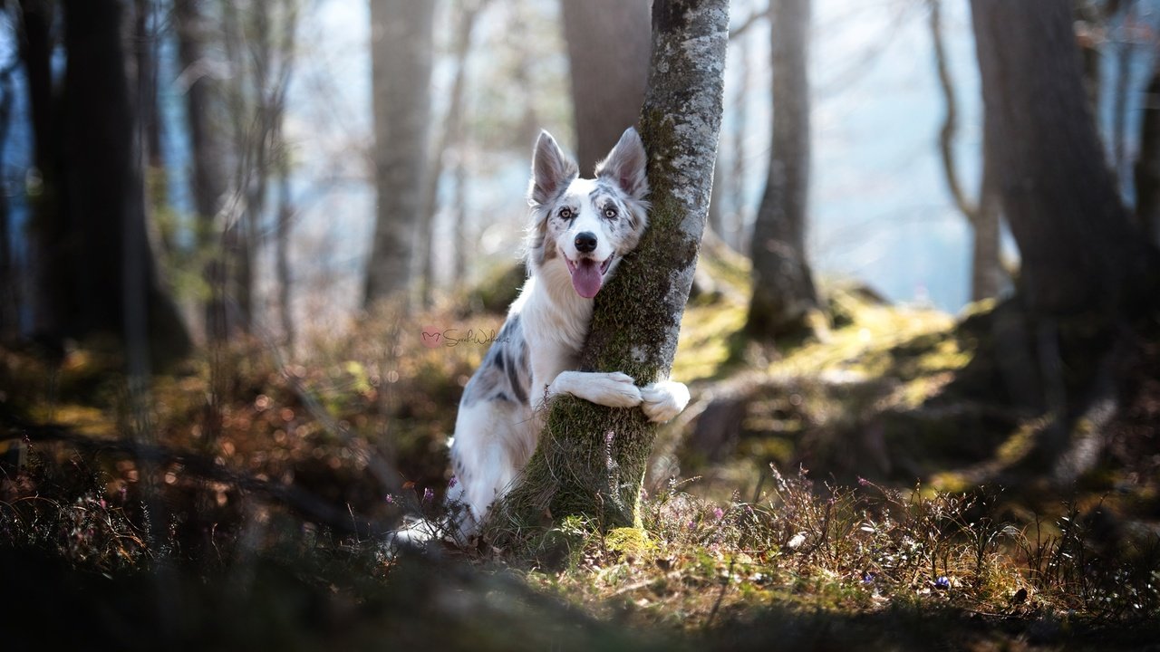 Обои природа, дерево, собака, бордер-колли, nature, tree, dog, the border collie разрешение 2048x1367 Загрузить