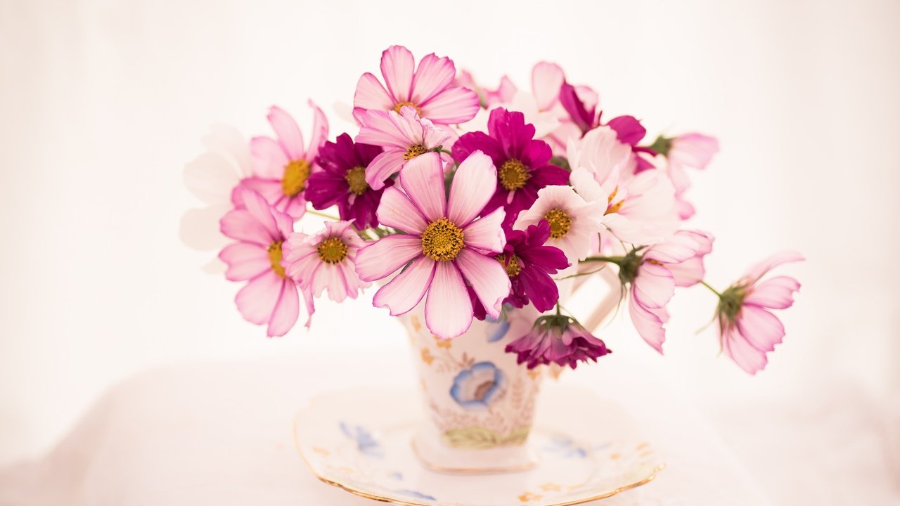 Обои цветы, блюдце, букет, чашка, космея, flowers, saucer, bouquet, cup, kosmeya разрешение 2048x1367 Загрузить