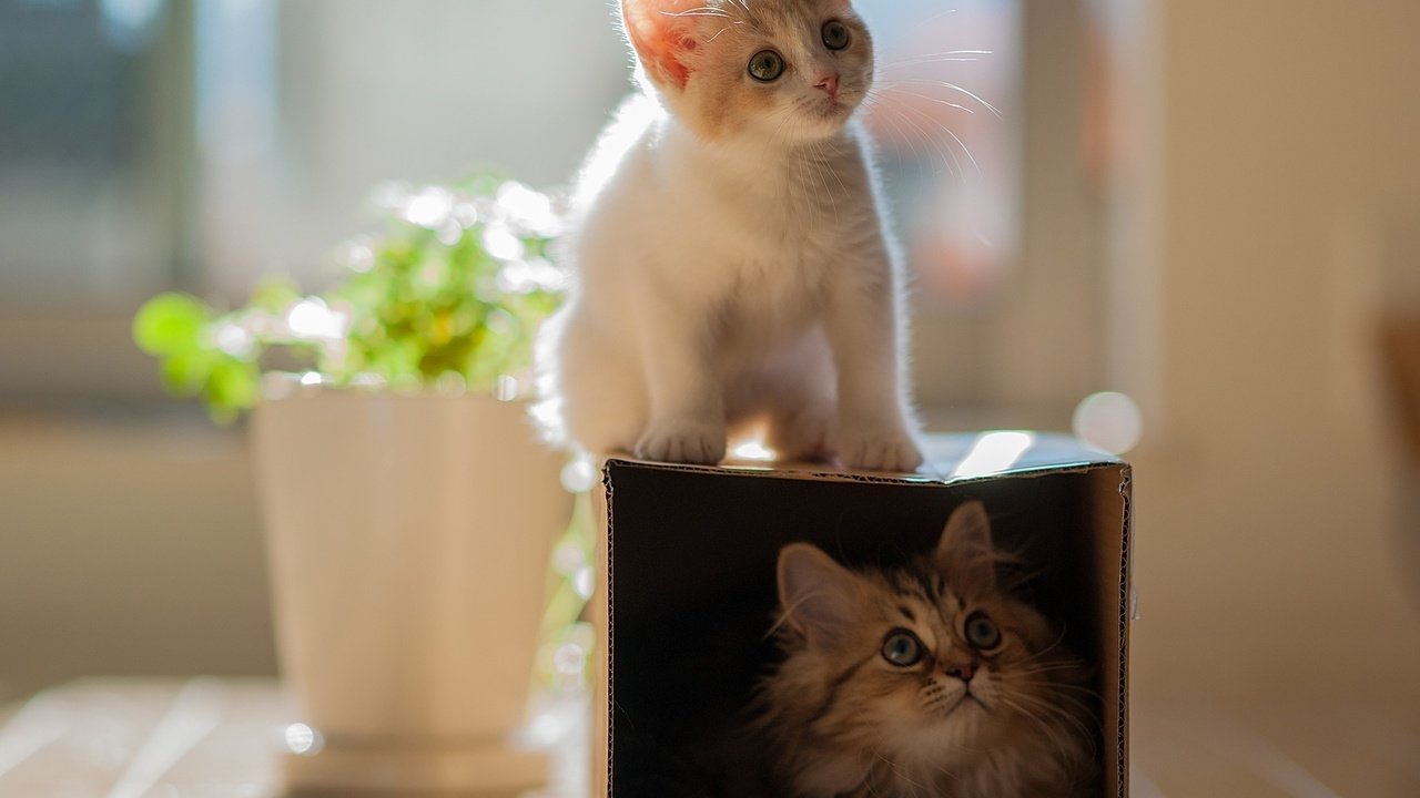 Обои глаза, мордочка, кошка, взгляд, котенок, кошки, коробка, eyes, muzzle, cat, look, kitty, cats, box разрешение 2048x1475 Загрузить