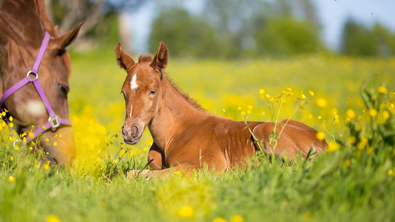 Обои цветы, лошадь, трава, луг, лошади, кони, боке, жеребенок, flowers, horse, grass, meadow, horses, bokeh, foal разрешение 4808x3205 Загрузить