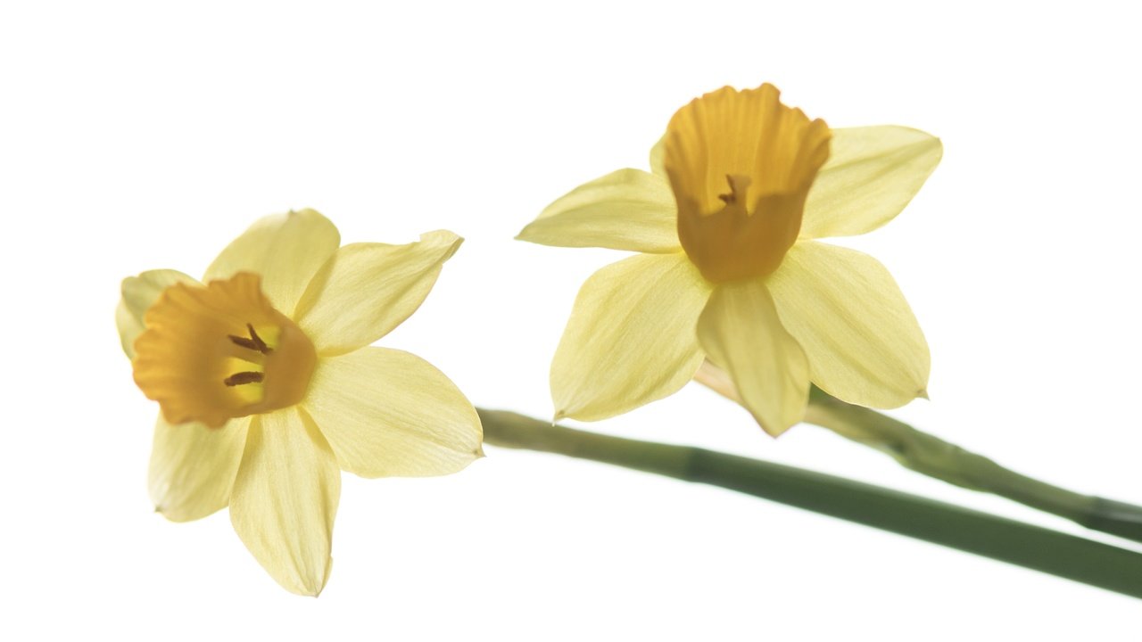 Обои цветы, макро, лепестки, весна, белый фон, нарцисс, flowers, macro, petals, spring, white background, narcissus разрешение 4111x2555 Загрузить