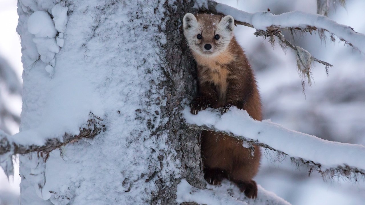 Обои снег, дерево, ветки, зверек, куница, snow, tree, branches, animal, marten разрешение 3600x2400 Загрузить