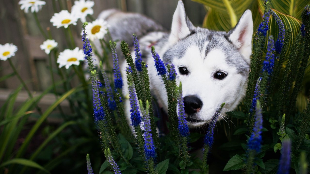 Обои цветы, трава, природа, собака, щенок, ромашки, хаски, flowers, grass, nature, dog, puppy, chamomile, husky разрешение 2048x1280 Загрузить