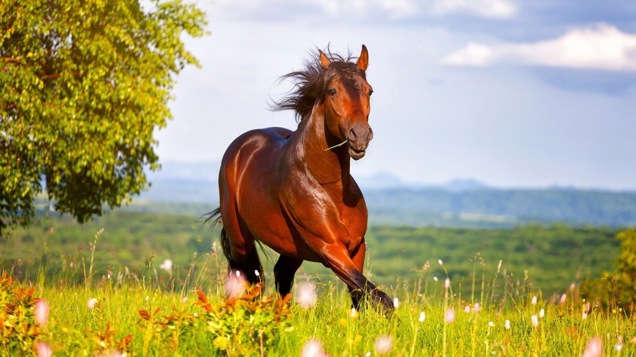 Обои небо, лошадь, трава, луг, конь, the sky, horse, grass, meadow разрешение 1920x1080 Загрузить