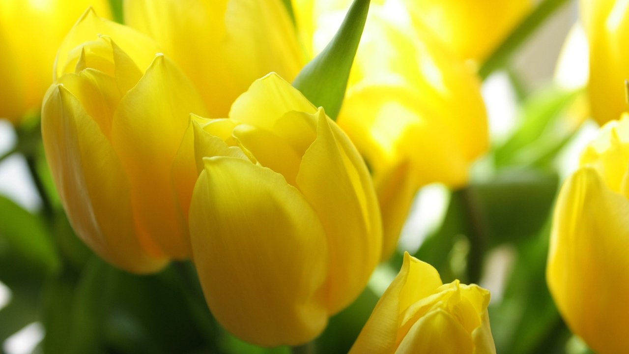 Обои цветы, лепестки, весна, тюльпаны, flowers, petals, spring, tulips разрешение 1920x1200 Загрузить