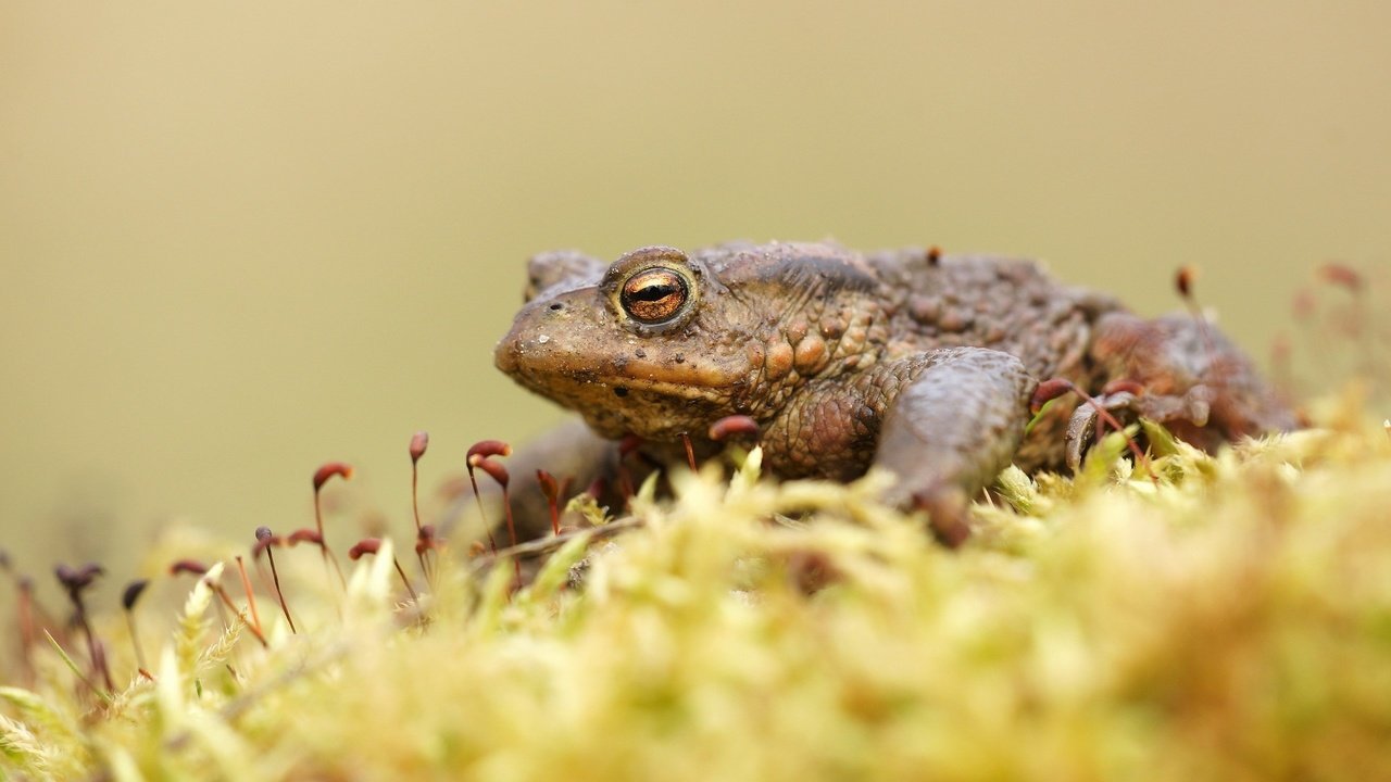 Обои лягушка, мох, жаба, земноводные, frog, moss, toad, amphibians разрешение 2560x1600 Загрузить