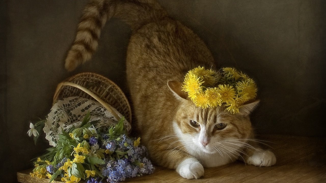 Обои кот, кошка, одуванчики, полевые цветы, венок, корзинка, cat, dandelions, wildflowers, wreath, basket разрешение 1920x1200 Загрузить