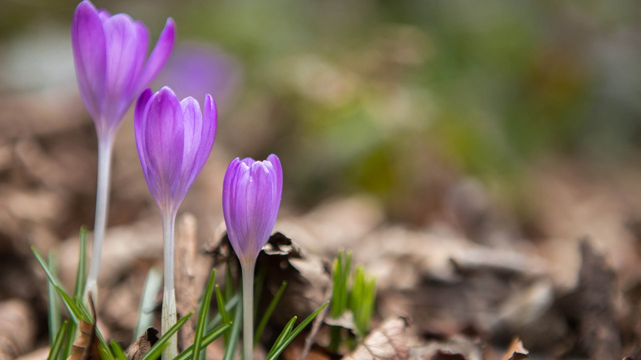 Обои цветы, весна, крокусы, сухие листья, flowers, spring, crocuses, dry leaves разрешение 1920x1200 Загрузить