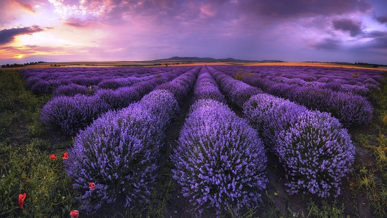 Обои небо, облака, поле, лаванда, горизонт,  цветы, болгария, the sky, clouds, field, lavender, horizon, flowers, bulgaria разрешение 1920x1304 Загрузить