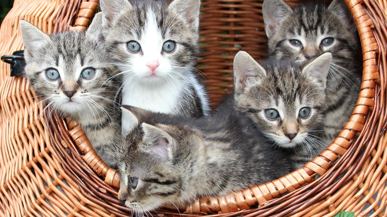 Обои усы, взгляд, коты, корзина, кошки, котята, мордочки, mustache, look, cats, basket, kittens, faces разрешение 2880x1800 Загрузить