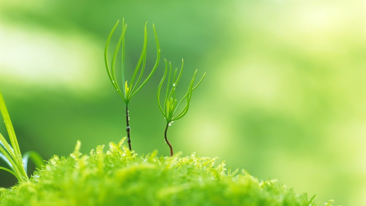 Обои природа, зелень, растения, макро, размытость, мох, росток, nature, greens, plants, macro, blur, moss, rostock разрешение 1920x1200 Загрузить