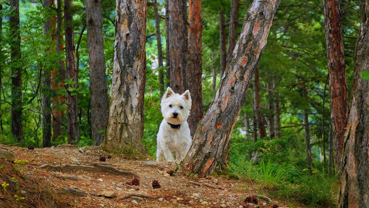 Обои собака, вест-хайленд-уайт-терьер, dog, the west highland white terrier разрешение 3002x1828 Загрузить