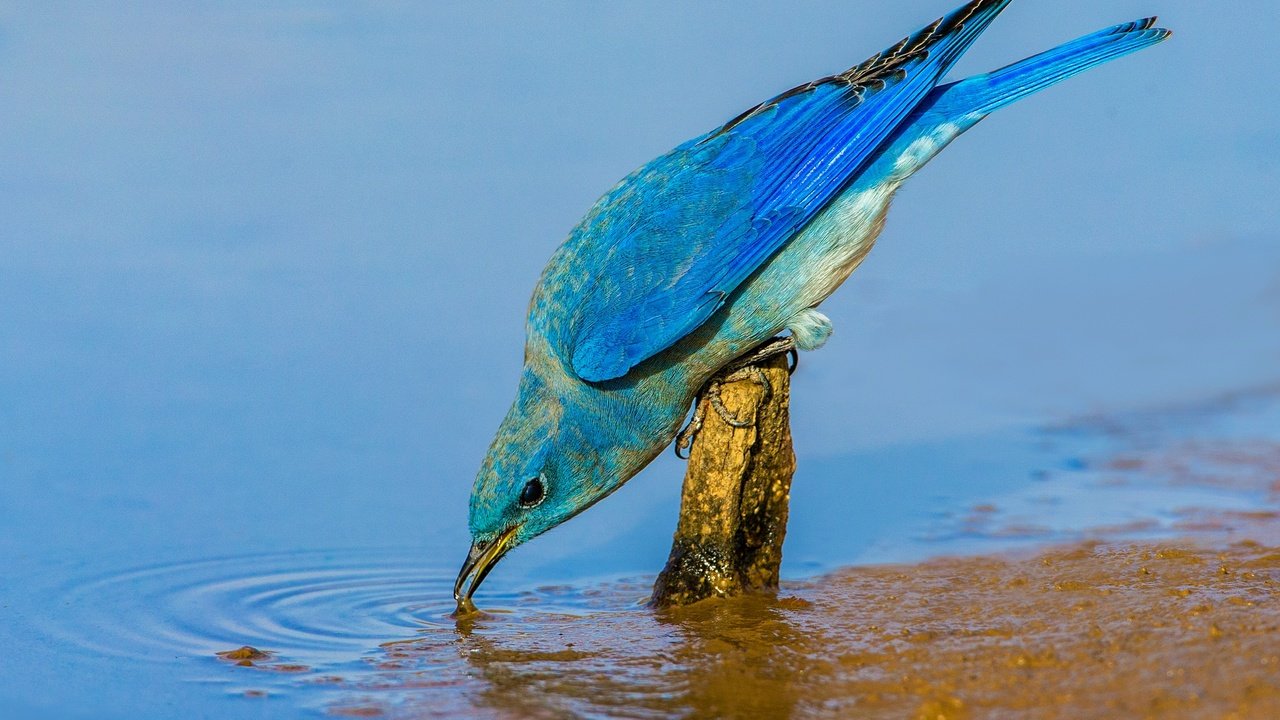 Обои вода, птица, клюв, перья, голубая сиалия, water, bird, beak, feathers, blue sialia разрешение 2048x1365 Загрузить