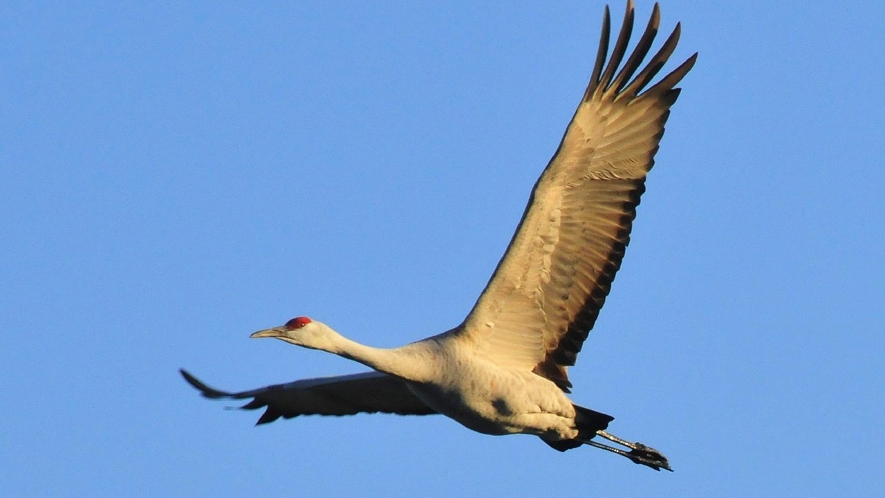 Обои небо, природа, полет, крылья, птица, журавль, the sky, nature, flight, wings, bird, crane разрешение 1920x1302 Загрузить