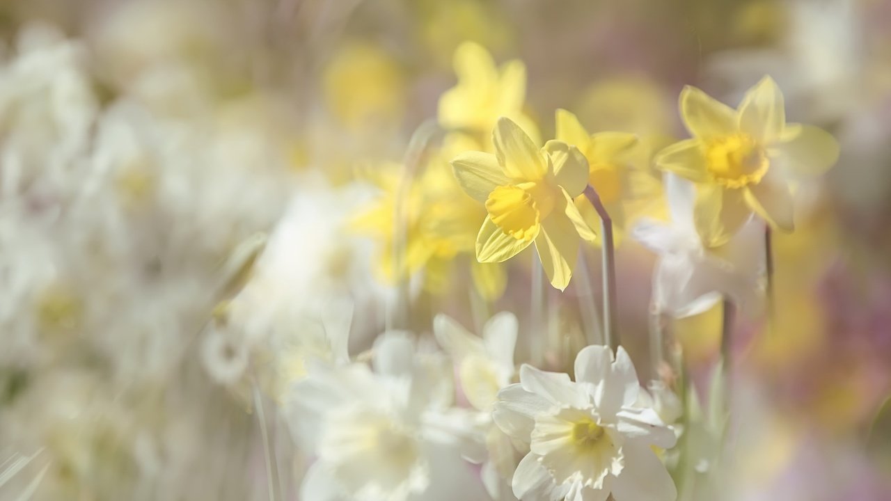 Обои цветы, лето, размытость, нарциссы, flowers, summer, blur, daffodils разрешение 2048x1365 Загрузить