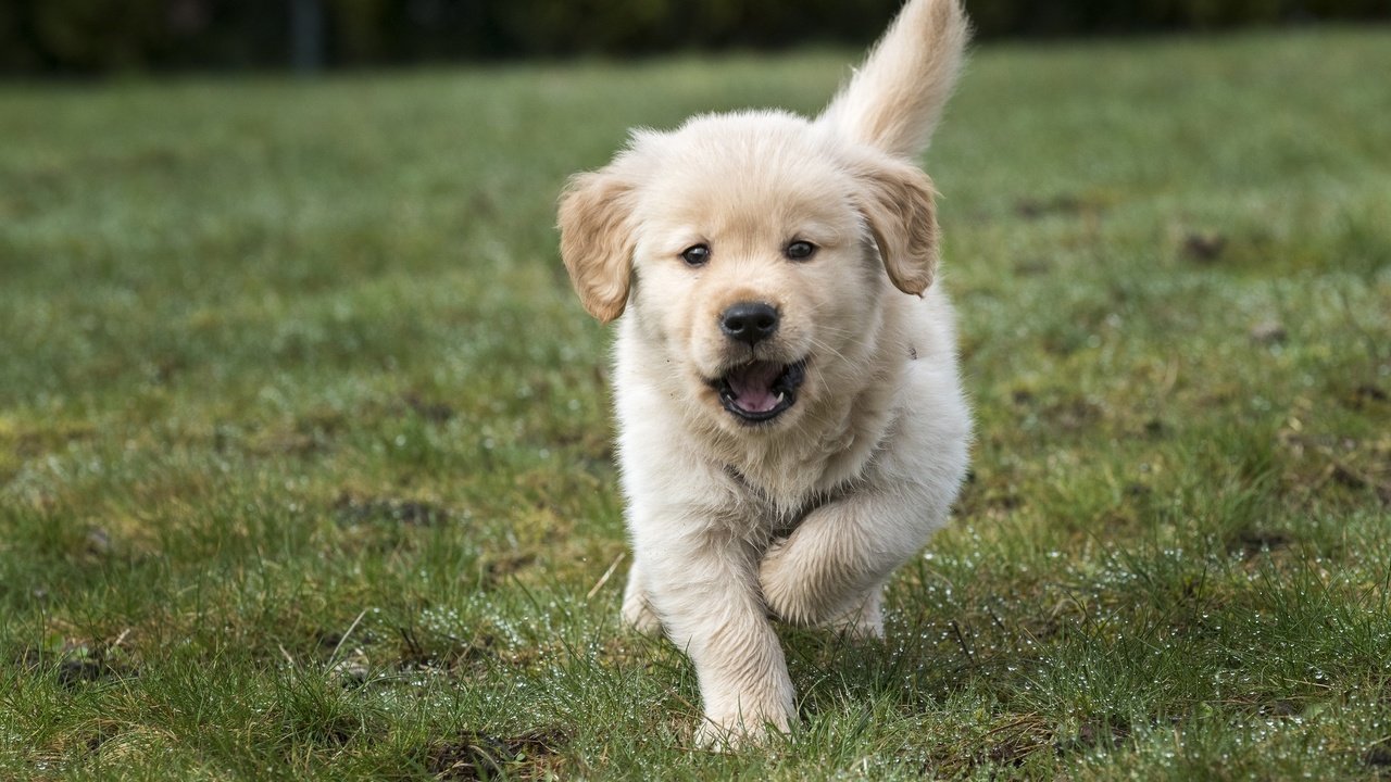 Обои трава, щенок, золотистый ретривер, grass, puppy, golden retriever разрешение 2048x1367 Загрузить