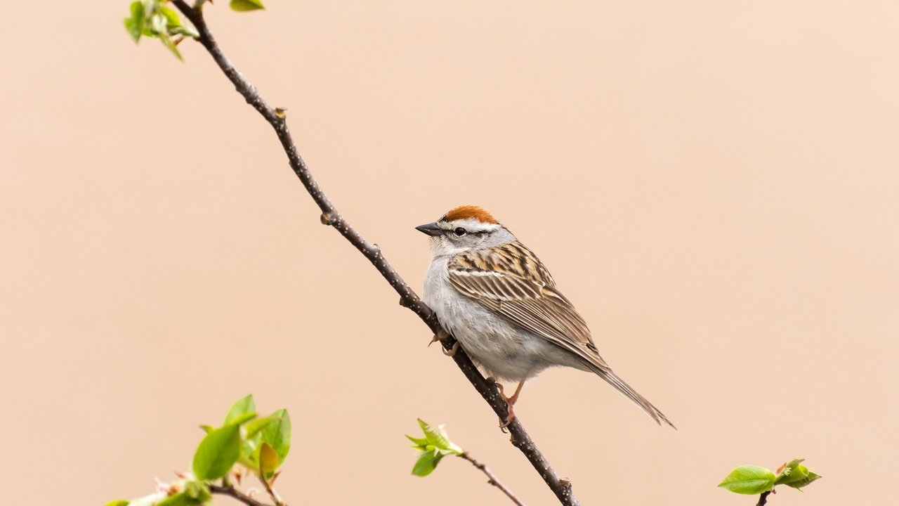 Обои ветка, природа, птица, клюв, воробей, перья, хвост, branch, nature, bird, beak, sparrow, feathers, tail разрешение 2048x1302 Загрузить