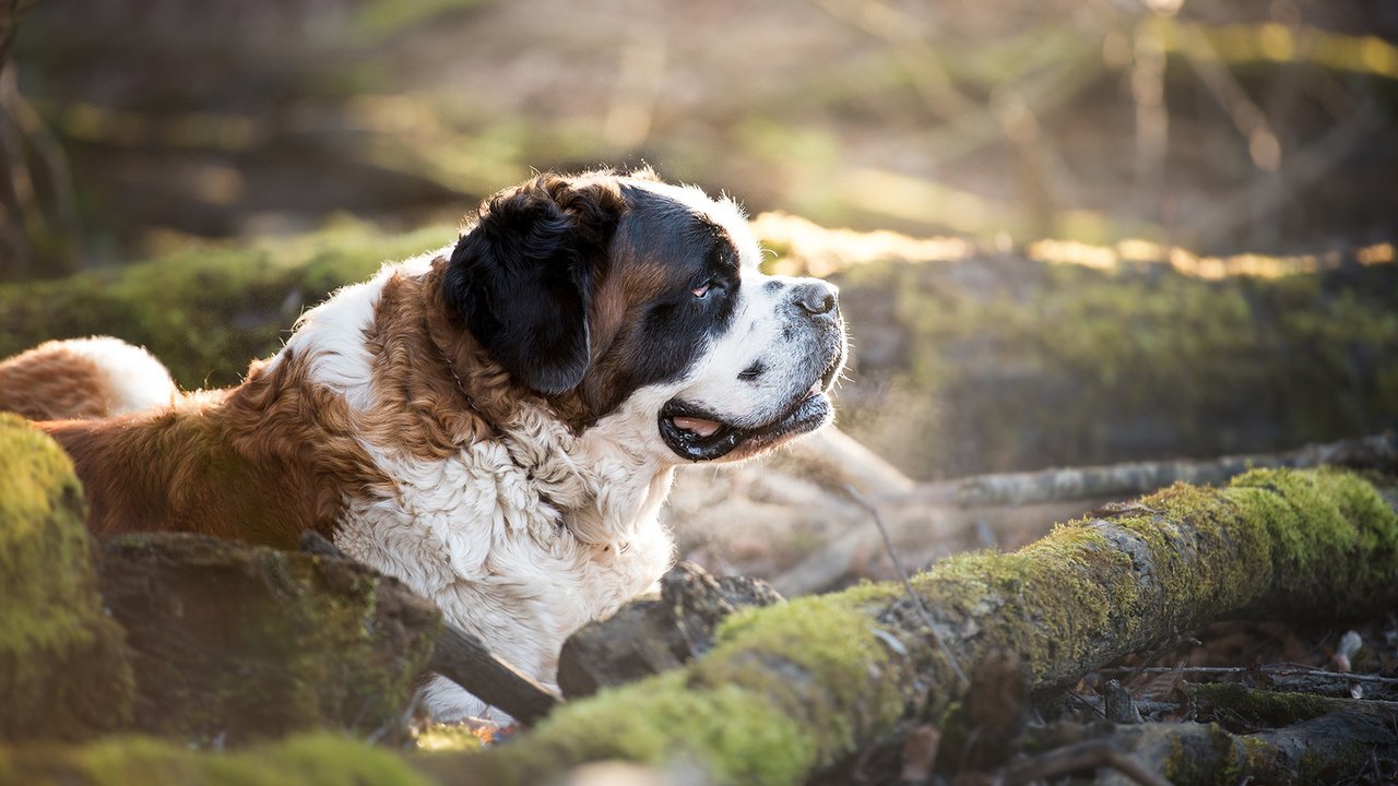 Обои природа, собака, профиль, мох, сенбернар, nature, dog, profile, moss, st. bernard разрешение 1920x1200 Загрузить