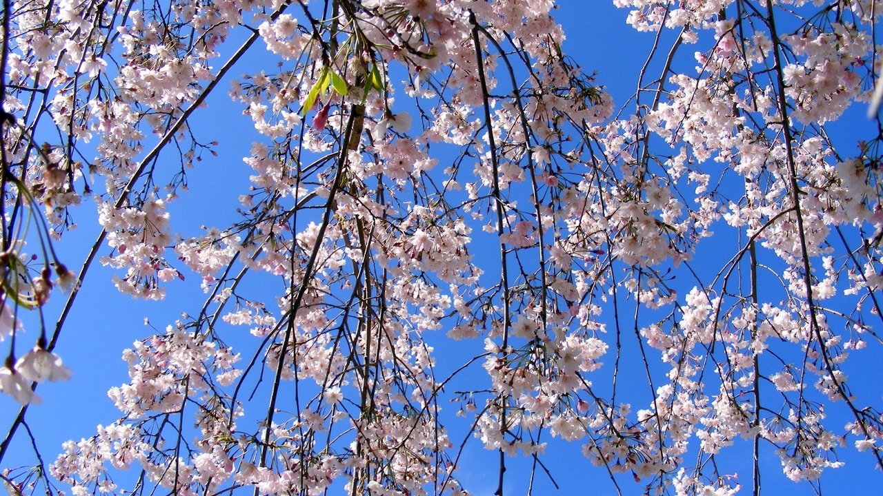 Обои небо, цветение, ветки, весна, the sky, flowering, branches, spring разрешение 3072x2304 Загрузить