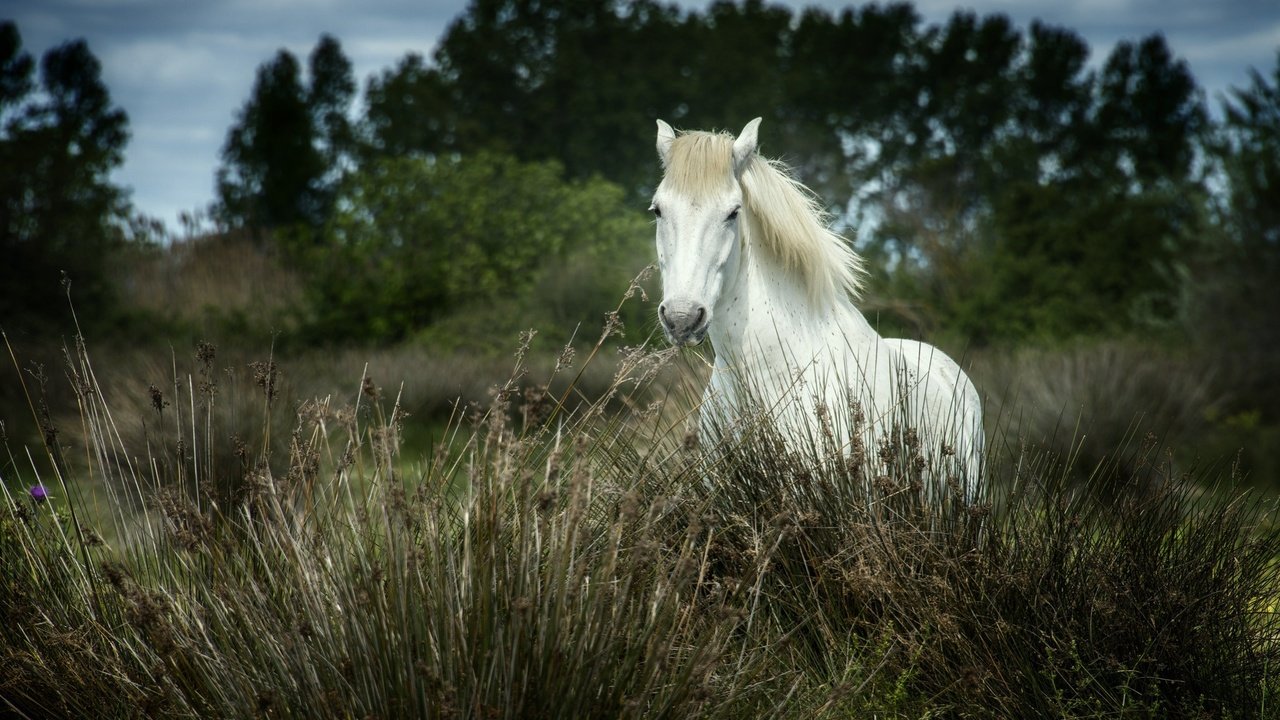 Обои лошадь, трава, деревья, природа, конь, грива, horse, grass, trees, nature, mane разрешение 2048x1451 Загрузить