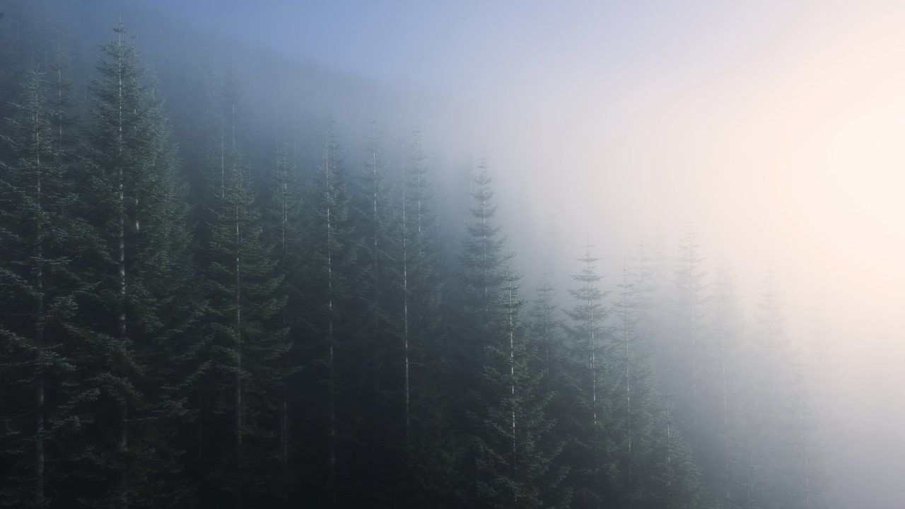 Обои деревья, природа, лес, пейзаж, утро, туман, trees, nature, forest, landscape, morning, fog разрешение 2048x1247 Загрузить