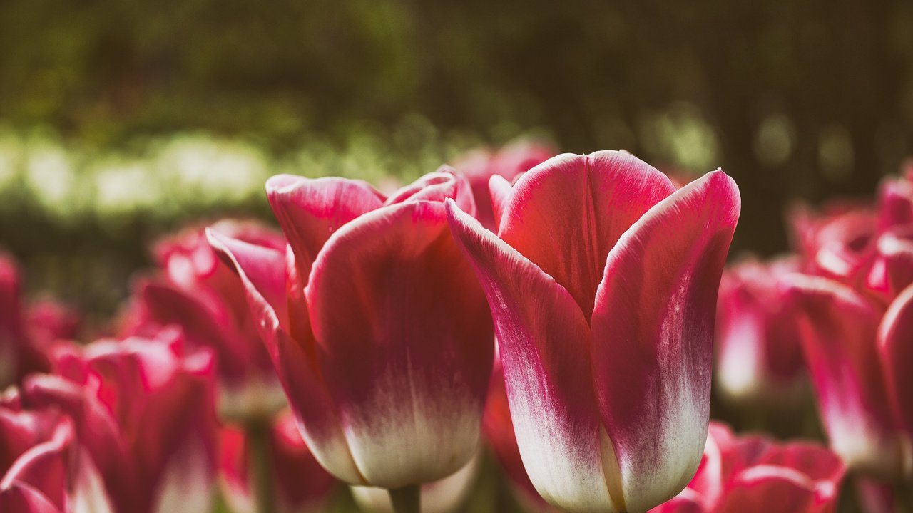 Обои цветы, бутоны, лепестки, весна, тюльпаны, flowers, buds, petals, spring, tulips разрешение 3000x2250 Загрузить