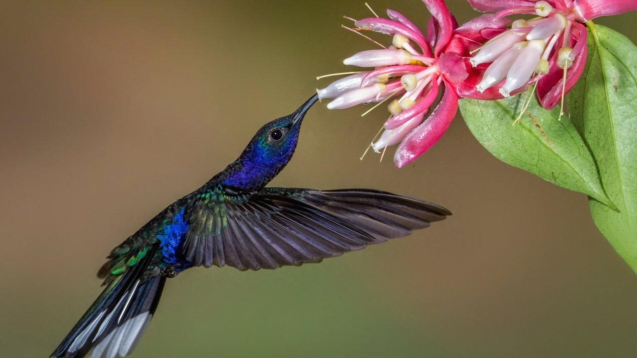 Обои цветок, крылья, птица, клюв, колибри, пурпурный саблекрыл, flower, wings, bird, beak, hummingbird, purple cableknit разрешение 2048x1311 Загрузить