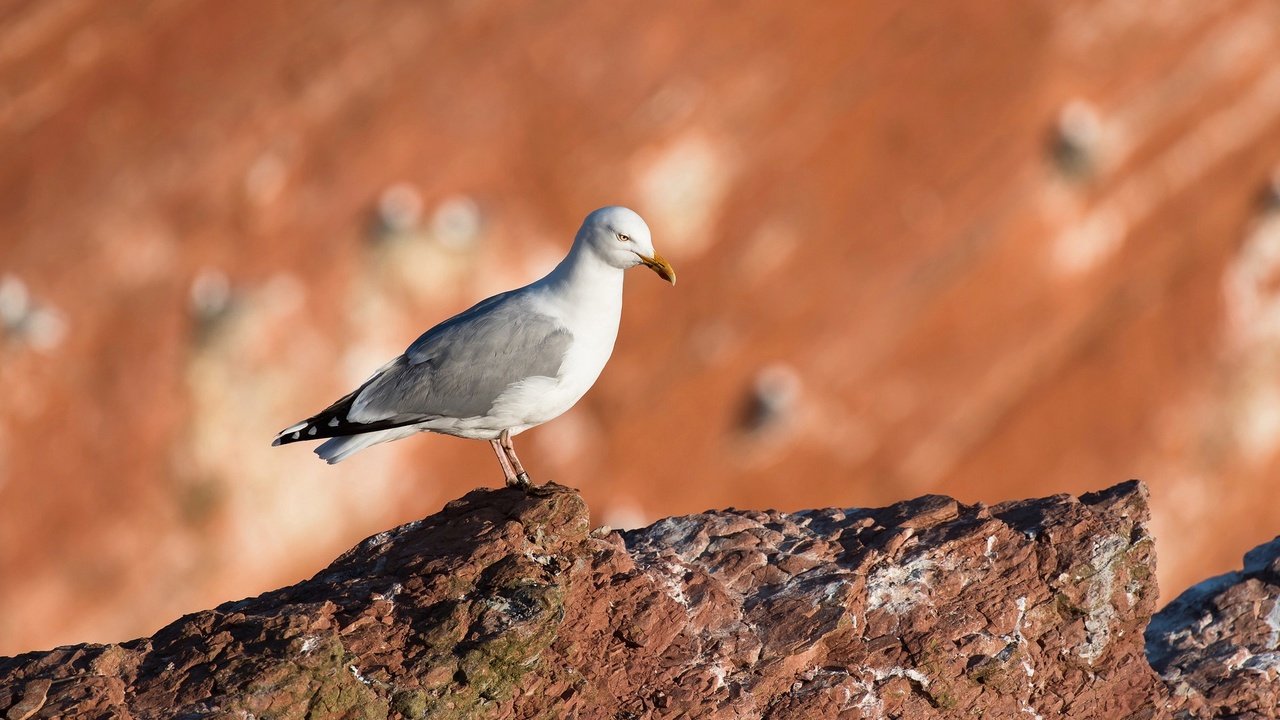 Обои скала, размытость, чайка, камень, птица, клюв, rock, blur, seagull, stone, bird, beak разрешение 2048x1293 Загрузить