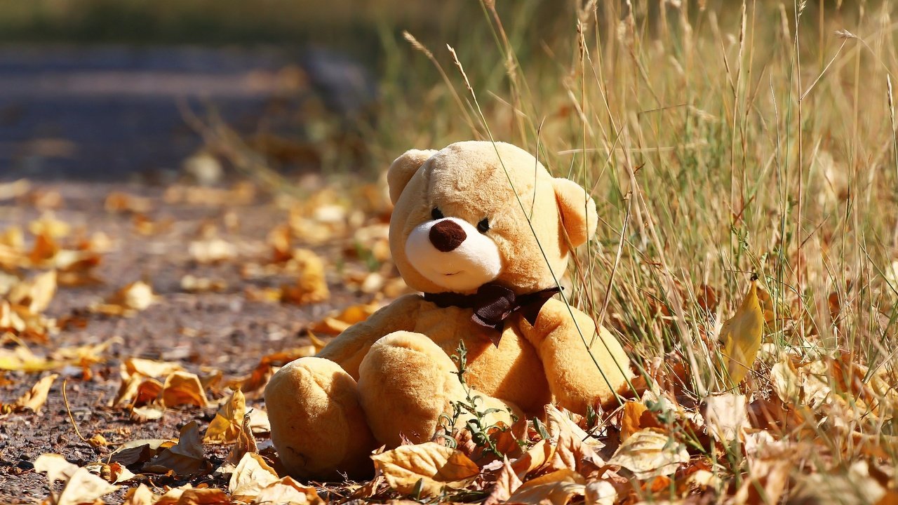 Обои осень, мишка, игрушка, листочки, травка, autumn, bear, toy, leaves, weed разрешение 1920x1280 Загрузить