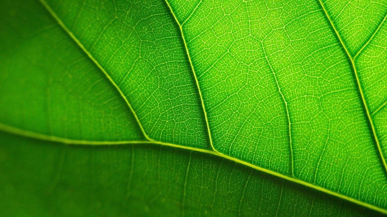 Обои лист, прожилки, зеленый лист, крупным планом, sheet, veins, green leaf, closeup разрешение 3872x2592 Загрузить