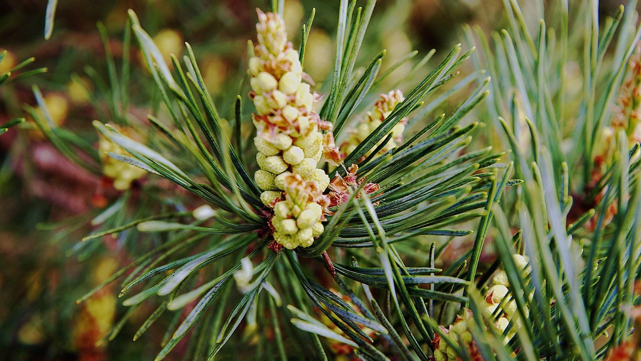 Обои ветка, природа, хвоя, шишки, сосна, branch, nature, needles, bumps, pine разрешение 6016x4016 Загрузить