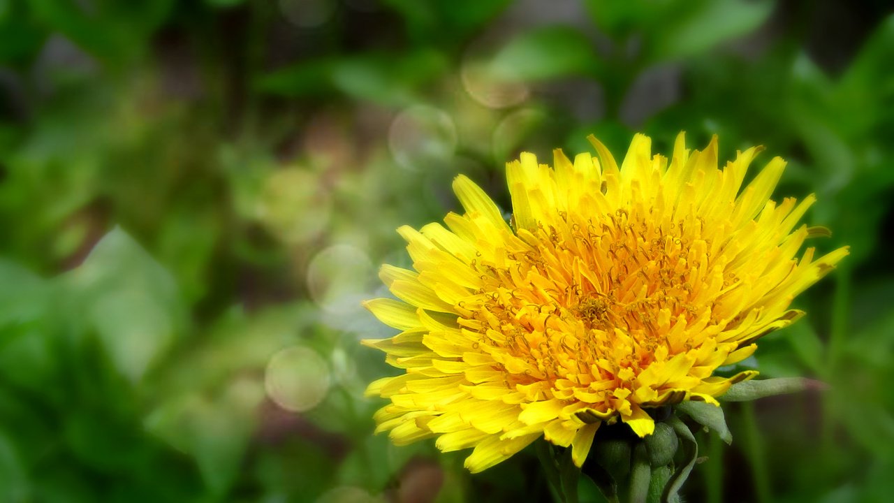 Обои цветы, природа, весна, одуванчик, flowers, nature, spring, dandelion разрешение 5152x2896 Загрузить