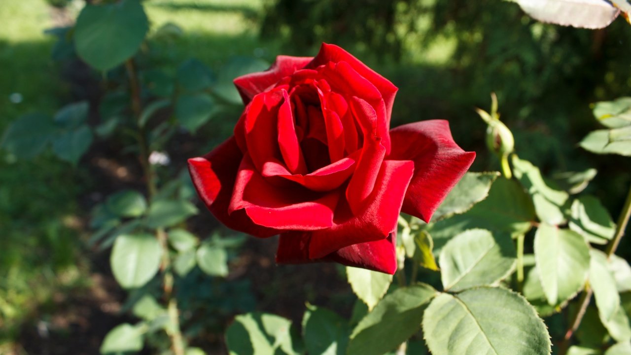 Обои листья, цветок, роза, лепестки, красная роза, боке, leaves, flower, rose, petals, red rose, bokeh разрешение 4272x2848 Загрузить