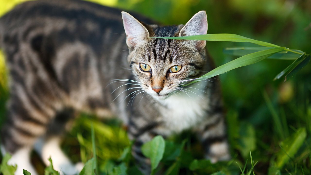 Обои морда, трава, портрет, кот, кошка, взгляд, серый, полосатый, face, grass, portrait, cat, look, grey, striped разрешение 2112x1188 Загрузить