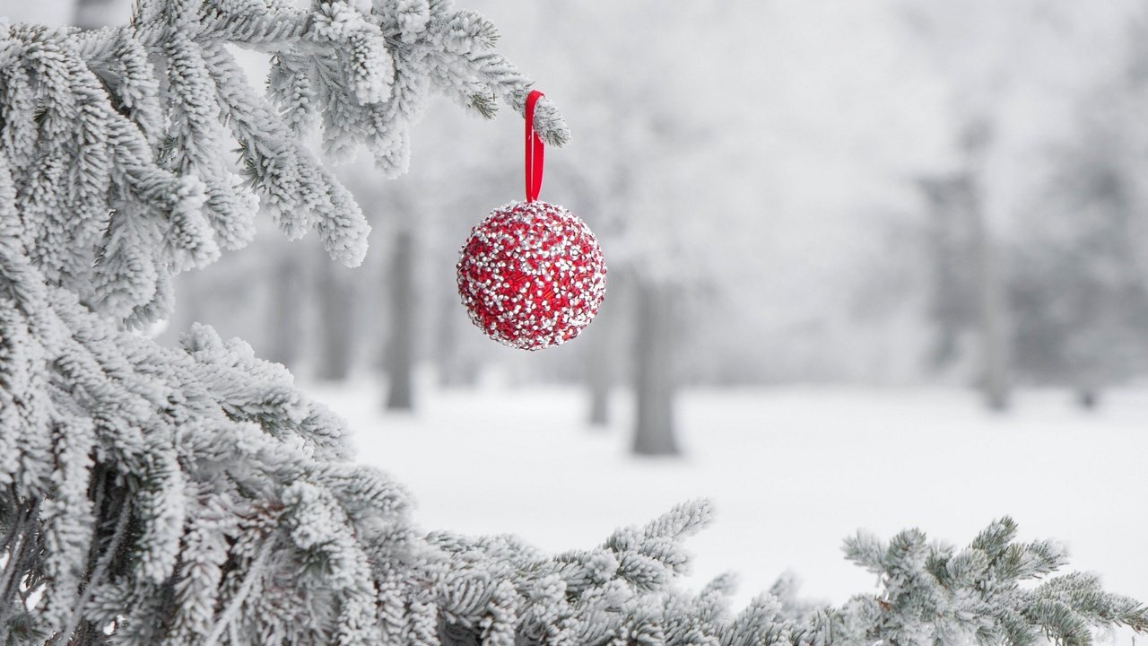 Обои снег, зима, иней, игрушка, шарик, праздник, snow, winter, frost, toy, ball, holiday разрешение 2048x1361 Загрузить