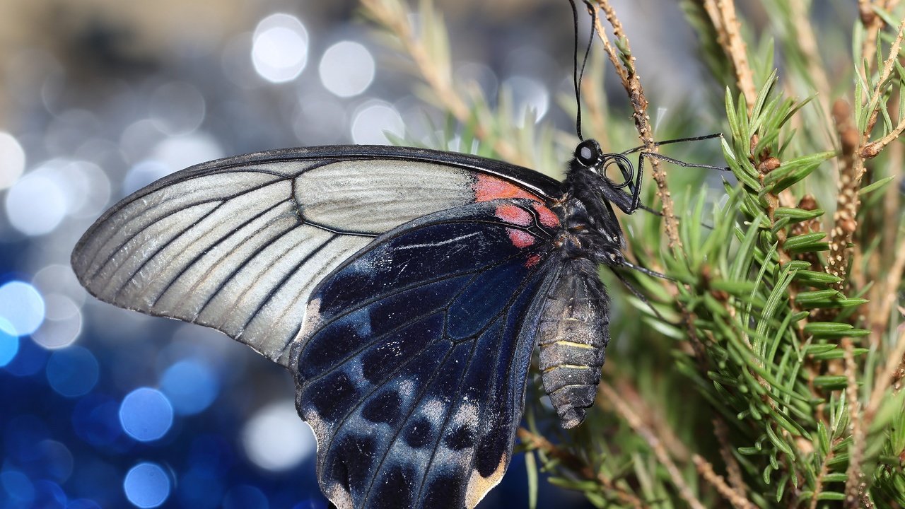 Обои хвоя, насекомое, ветки, бабочка, крылья, боке, needles, insect, branches, butterfly, wings, bokeh разрешение 2592x1728 Загрузить