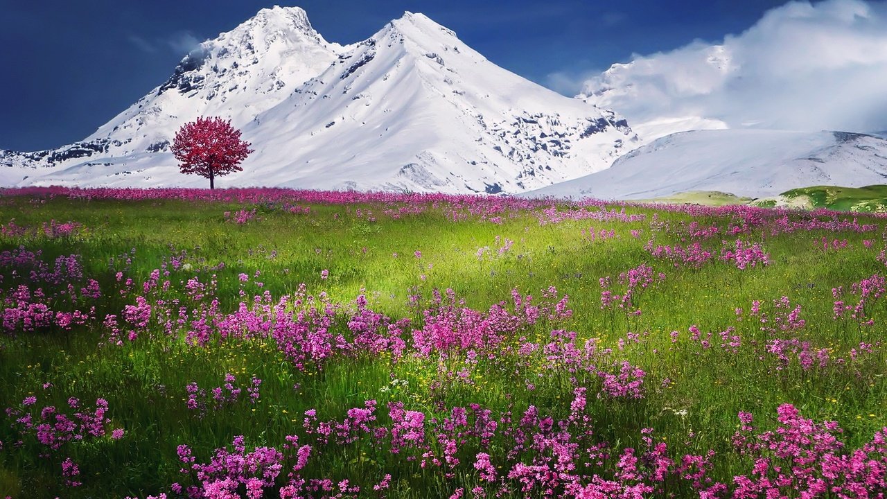 Обои трава, горы, снег, пейзаж, полевые цветы, grass, mountains, snow, landscape, wildflowers разрешение 1920x1252 Загрузить