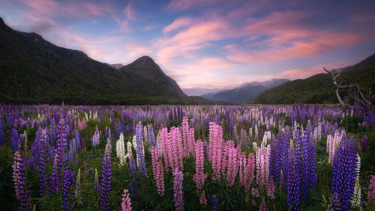 Обои цветы, горы, луг, новая зеландия, люпины, flowers, mountains, meadow, new zealand, lupins разрешение 4096x2615 Загрузить