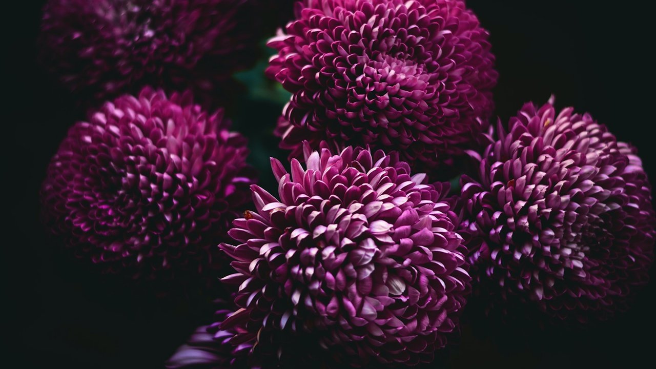Обои цветы, темный фон, малиновые, хризантемы, бордовые, flowers, the dark background, raspberry, chrysanthemum, burgundy разрешение 3000x1974 Загрузить