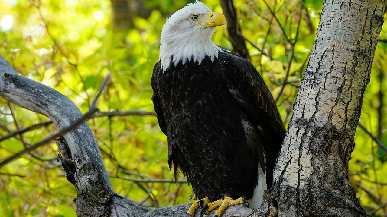 Обои дерево, ветки, листва, осень, орел, птица, белоголовый орлан, tree, branches, foliage, autumn, eagle, bird, bald eagle разрешение 2048x1365 Загрузить