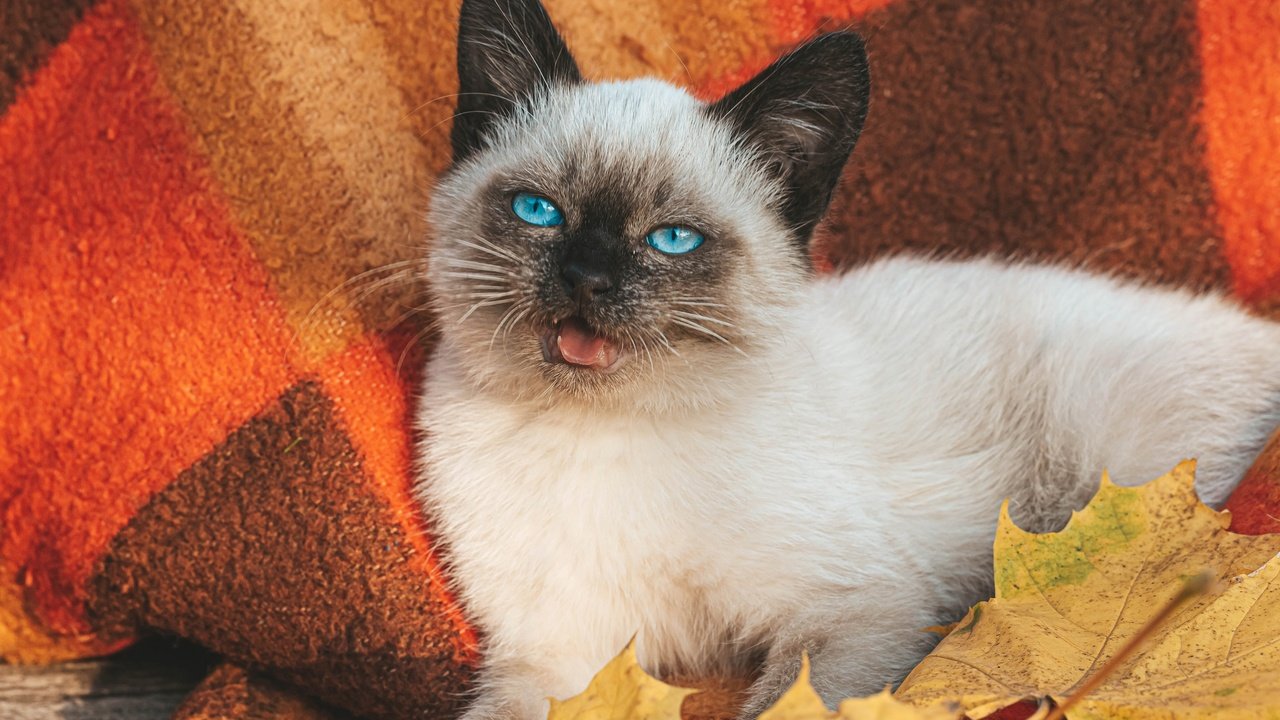 Обои сиамская кошка, листья, кот, мордочка, осень, котенок, белый, голубые глаза, плед, siamese cat, leaves, cat, muzzle, autumn, kitty, white, blue eyes, plaid разрешение 3000x2000 Загрузить