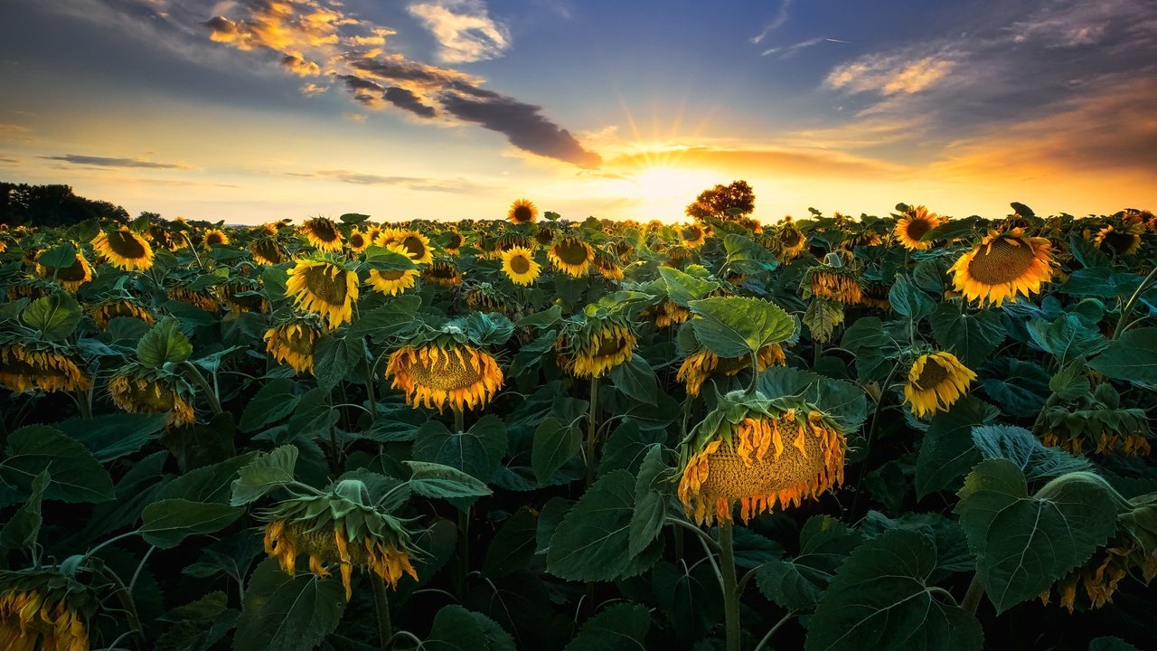 Обои закат, лето, подсолнухи, sunset, summer, sunflowers разрешение 1944x1268 Загрузить