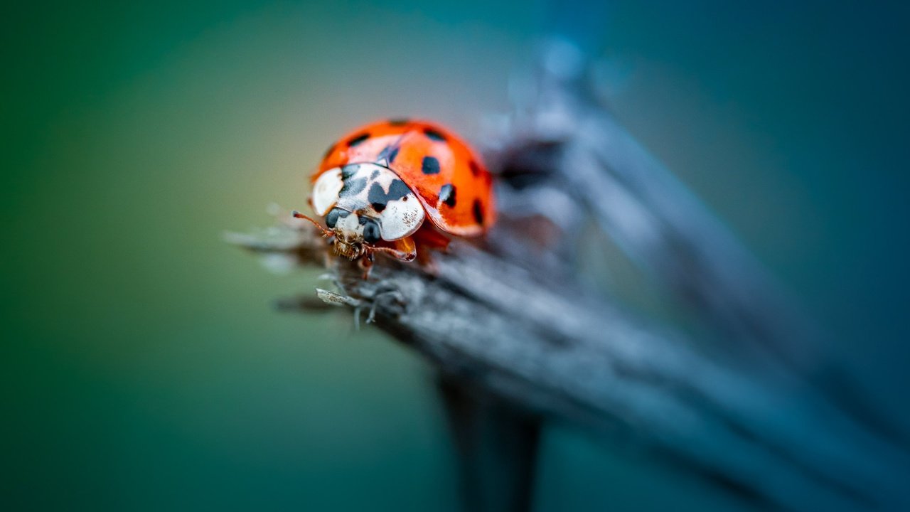 Обои жук, макро, насекомое, божья коровка, боке, beetle, macro, insect, ladybug, bokeh разрешение 2048x1365 Загрузить