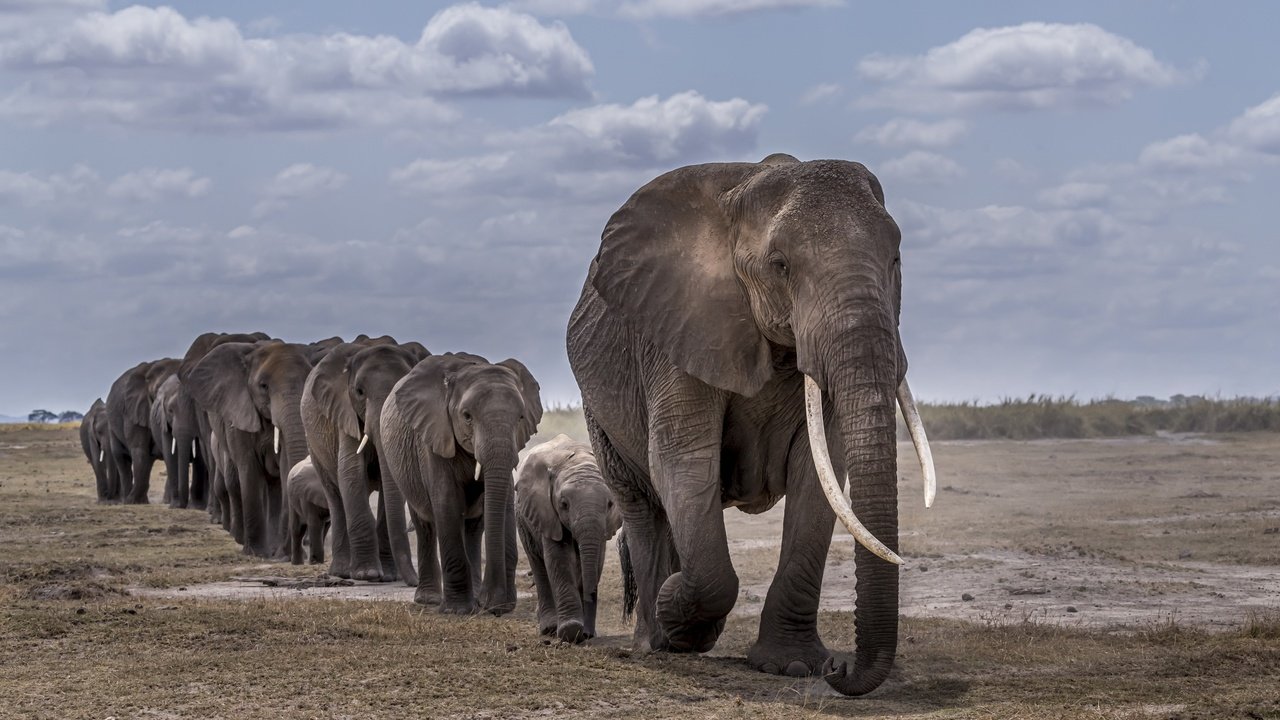 Обои африка, слоны, africa, elephants разрешение 3840x2160 Загрузить