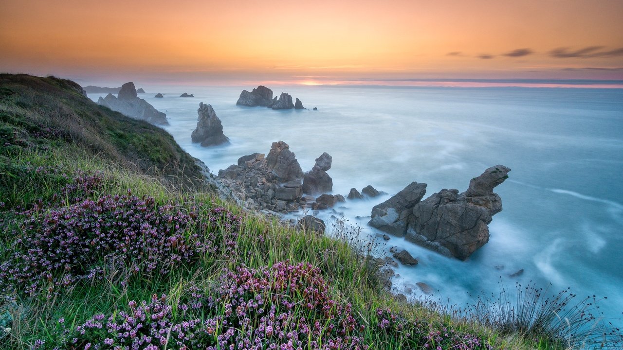 Обои цветы, скалы, берег, море, flowers, rocks, shore, sea разрешение 2048x1366 Загрузить