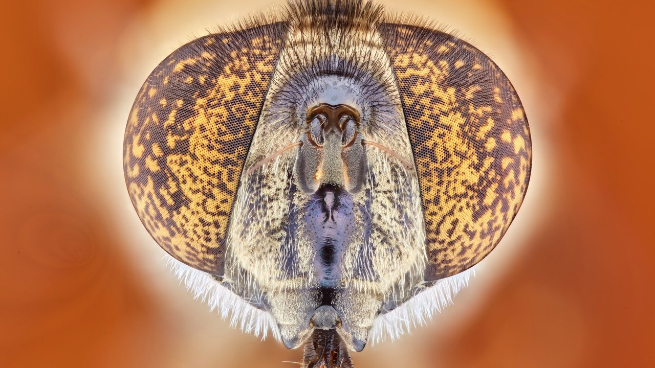 Обои глаза, природа, насекомое, муха, крупным планом, eyes, nature, insect, fly, closeup разрешение 3298x2198 Загрузить