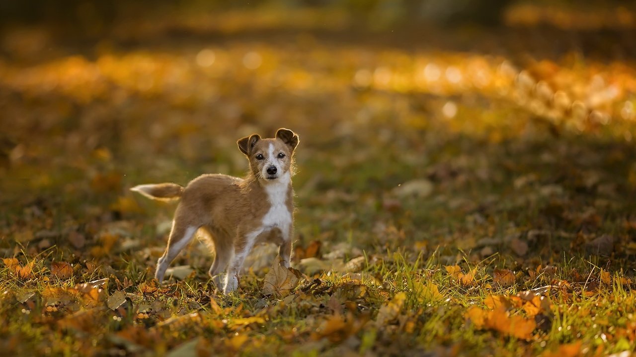 Обои природа, собака, nature, dog разрешение 2048x1366 Загрузить