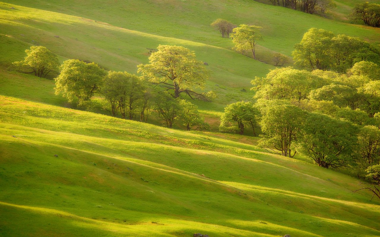 Обои трава, деревья, зелень, склон, холм, grass, trees, greens, slope, hill разрешение 2000x1333 Загрузить